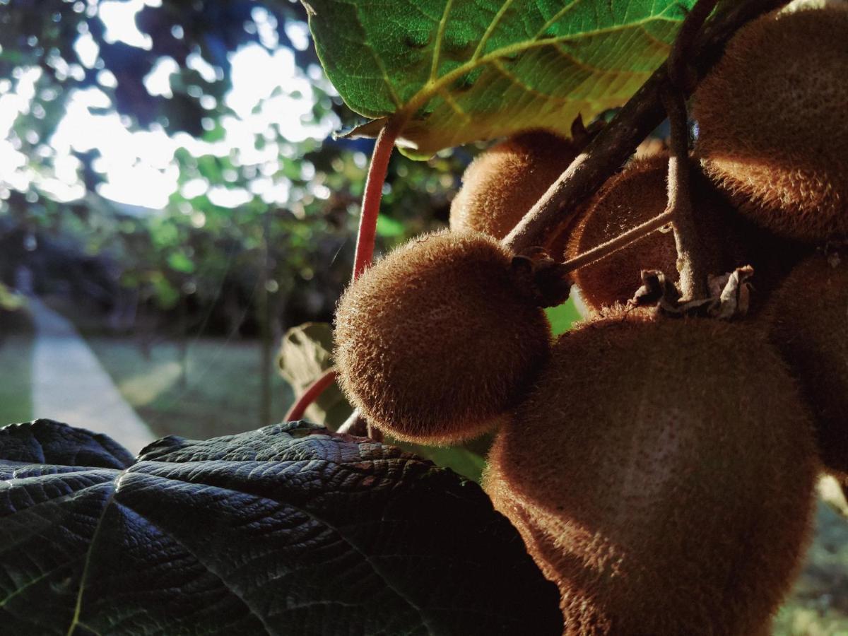 Kiwi Georgia Villa Kobuleti Kültér fotó
